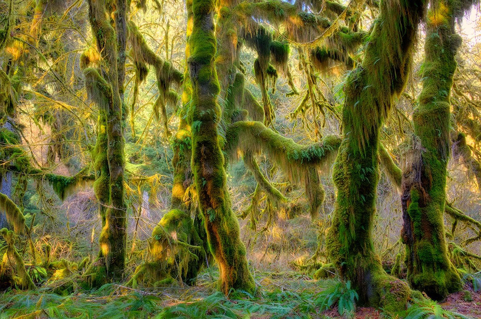 Mossy forest dappled in rays of golden sunshine